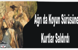 Ağrı da Kurt Saldırısı