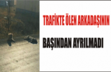 Arkadaşı Ölen Köpeğin Başından Ayrılmadı