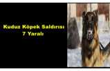 Ağrı da Kuduz Köpek Saldırısı 7 Yaralı