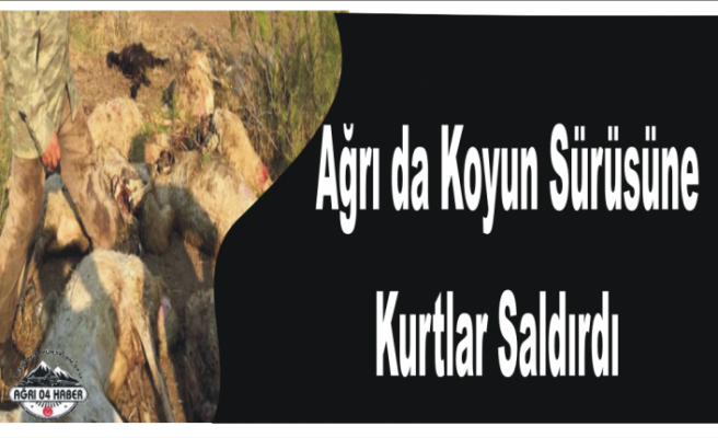 Ağrı da Kurt Saldırısı