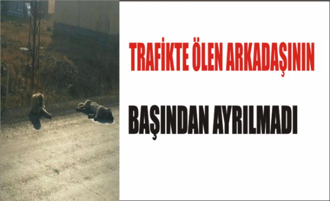 Arkadaşı Ölen Köpeğin Başından Ayrılmadı