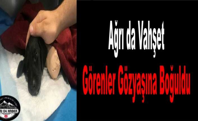 Ağrı da Vahşet"Görenler gözyaşlarını tutamadı"