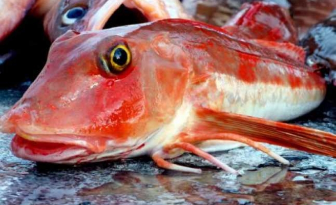 Kırlangıç Balığı Kilosu 100 Liradan Satışa Çıktı