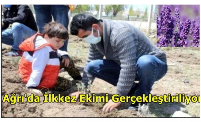 Ağrı'da İlk Kez Ekimi Gerçekleştiriliyor