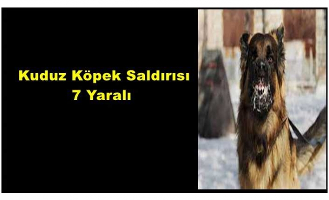 Ağrı da Kuduz Köpek Saldırısı 7 Yaralı