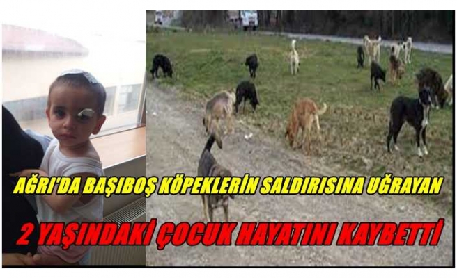 Ağrı'da Köpeklerin Saldırısına Uğrayan2 Kardeşten  Biri Öldü