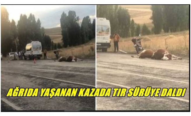 Ağrıda uluslararası yola çıkan sürüye tır çarptı