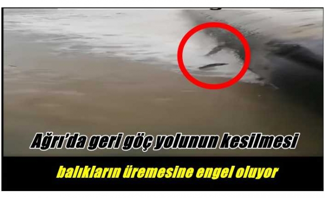 Ağrı’da Yapay Göl Oluşturmak İçin Doğa Katliamı Yapılıyor