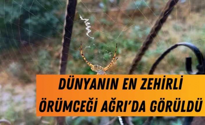 Dünyanın en ölümcül örümcek türü Ağrı'da görüldü