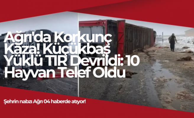 Ağrı'da Korkunç Kaza! Küçükbaş Yüklü TIR Devrildi: 10 Hayvan Telef Oldu