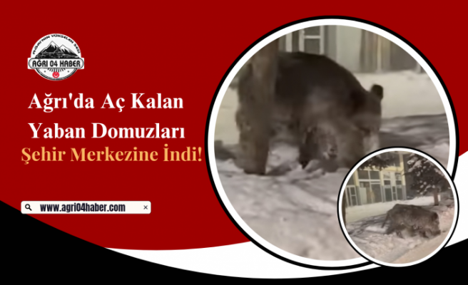 Ağrı'da Aç Kalan Yaban Domuzları Şehir Merkezine İndi!