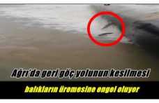 Ağrı’da Yapay Göl Oluşturmak İçin Doğa Katliamı Yapılıyor