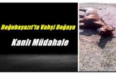 Doğubayazıt'ta Vahşi Doğaya Kanlı Müdahale