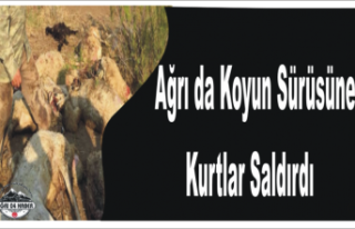 Ağrı da Kurt Saldırısı