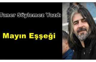 Mayın Eşşeği