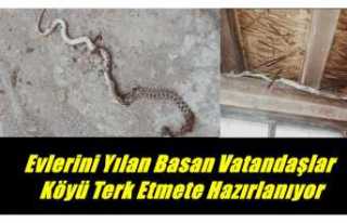 Ağrı'da evlerini yılanların bastığı vatandaşlar...