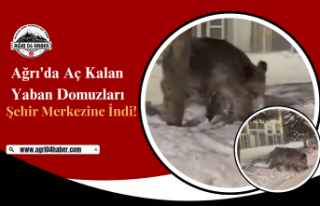 Ağrı'da Aç Kalan Yaban Domuzları Şehir Merkezine...