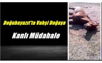 Doğubayazıt'ta Vahşi Doğaya Kanlı Müdahale