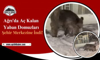 Ağrı'da Aç Kalan Yaban Domuzları Şehir Merkezine İndi!