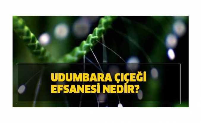 Udumbara Çiçeği Nedir ,Udumbara Efsanesi