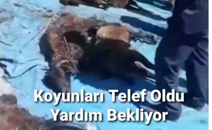 Ağrılı Köylüyü Yonca Tarlası Vurdu