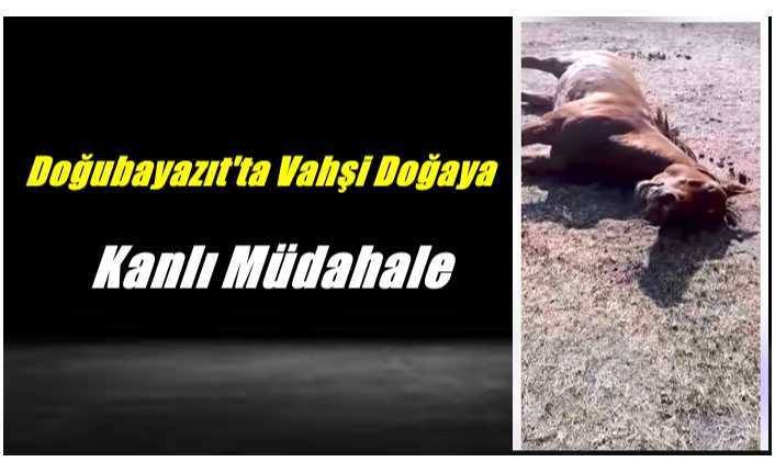 Doğubayazıt'ta Vahşi Doğaya Kanlı Müdahale